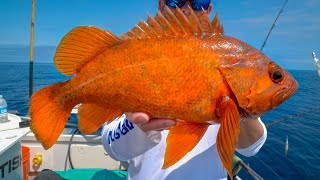 DEEP Sea California Rockfish Catch Clean Cook [upl. by Hedvig887]