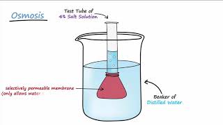 Diffusion amp Osmosis [upl. by Corsetti516]