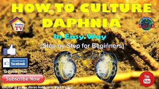 HOW TO CULTURE DAPHNIA In Easy Way [upl. by Tonie]