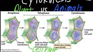 Cytokinesis Plant vs Animal Cells [upl. by Chaing]