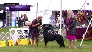 Beaucerons  Breed Judging 2021 [upl. by Riamu246]