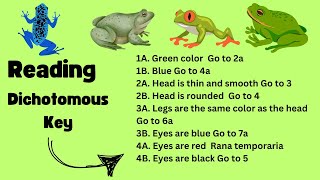 How to use a Dichotomous Key [upl. by Corbet]