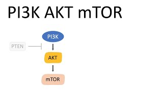 PI3K AKT mTOR Pathway and the effects [upl. by Aiciles]