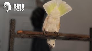 Difficulties in Training a White Cockatoo Parrot [upl. by Elletnwahs562]