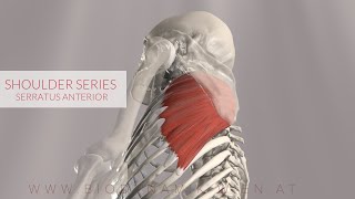 Serratus Anterior Shoulder Series Part 11 3D Animation [upl. by Anahsed]