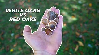 Identifying Oak Trees for Whitetail Deer Hunting [upl. by Stirling]