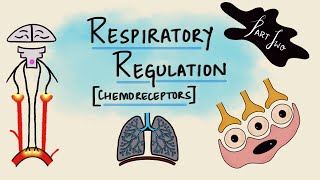 Respiratory Regulation  Part 2  Chemoreceptors  Chemical Regulation  Respiratory Physiology [upl. by Acinnej]